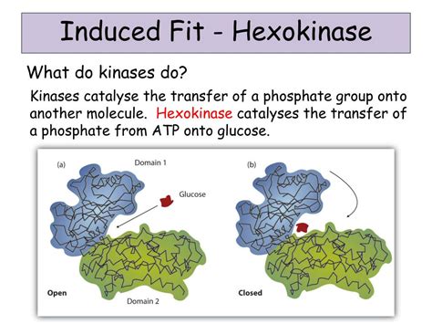 fbs (hexokinase)|what does hexokinase do.